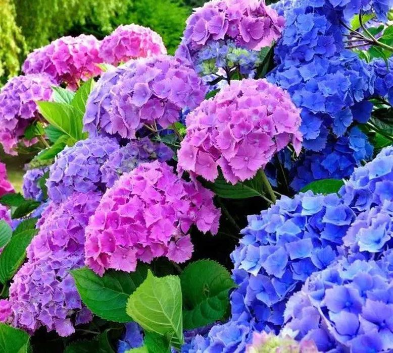 Саджанці гортензія Нескінченне літо (Безкінечне літо).