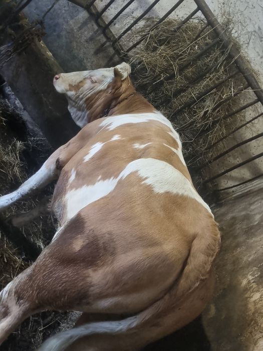 Sprzedam jałowke 12 Miesięcy