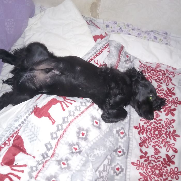 Англійський кокер спанієль,запрошує дам на побачення!