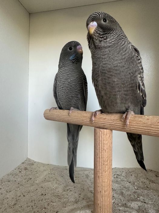 Casais de periquitos blackface