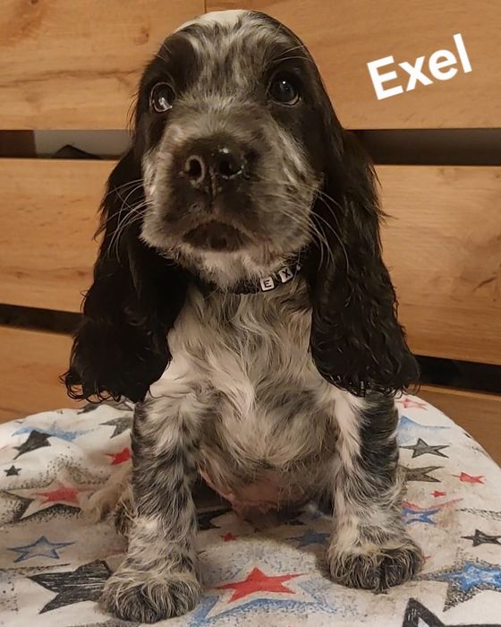 Cocker spaniel angielski badania genetyczne