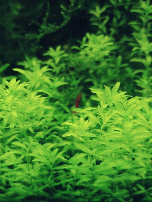 Рослини акваріумні