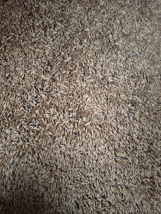 Owies/zboże/ziarno/opał