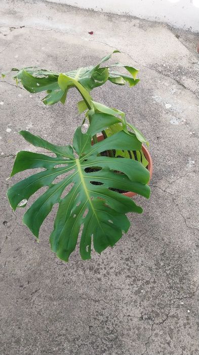 Costela de Adão/ Monstera