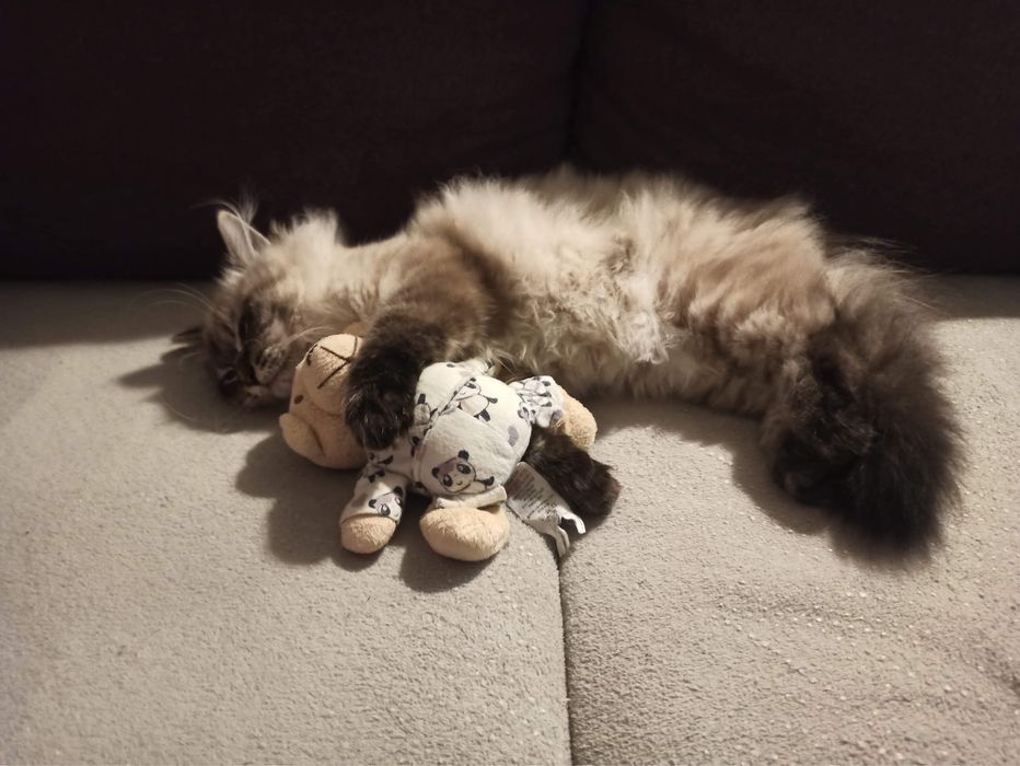 Oddam w dobre ręce kota syberyjskiego.