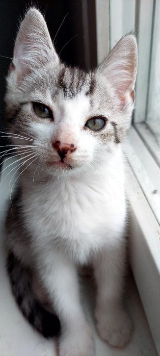 Gajko 6 miesięczny kocurek