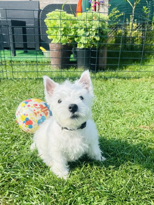 West Highland White Terrier