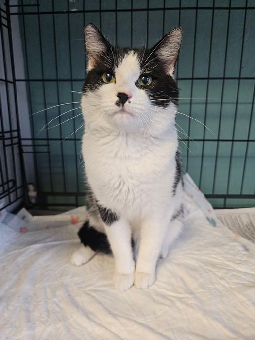 Słodki Oreo potrzebuje  swojego miejsca