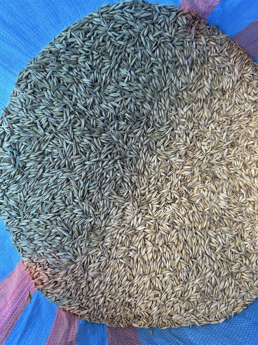 Sprzedam łubin wąskolistny karo nieczyszczony