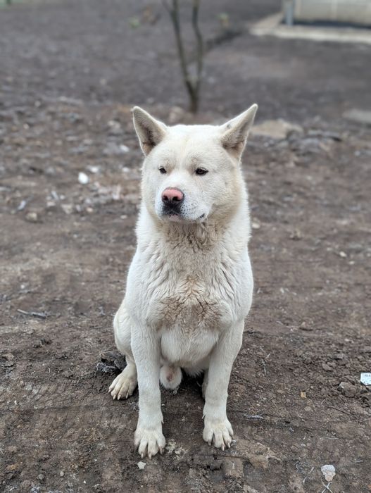 Американська акіта,хлопчик готовий до злучки