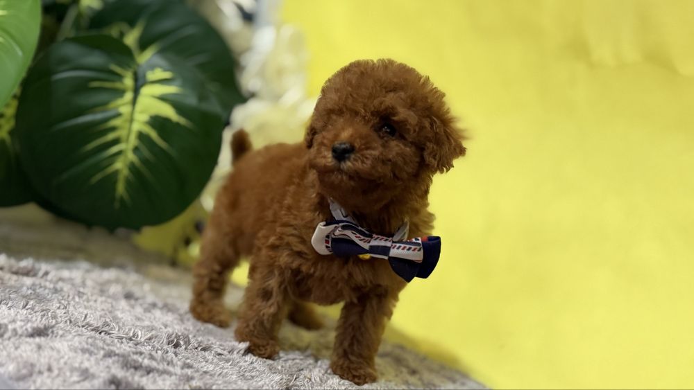 Лялькових хлопчик міні