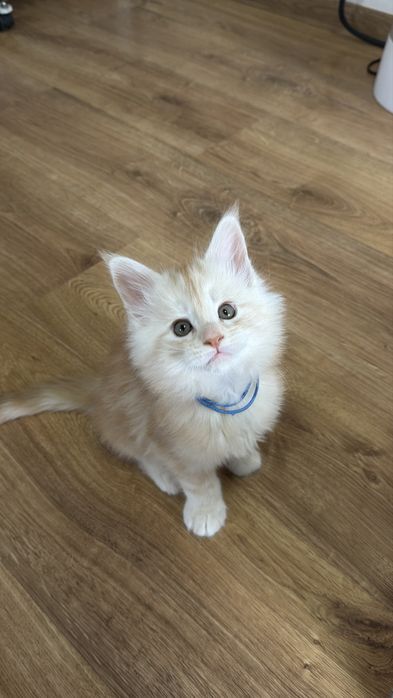 Кошенята Мейн Кун