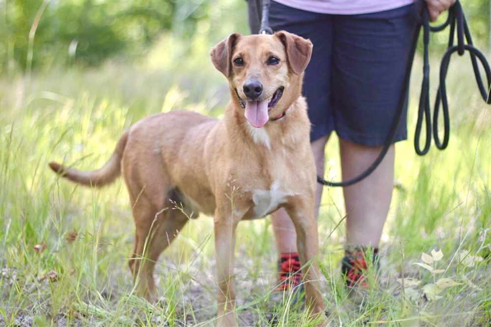 Uśmiechnięty, wesoły i przyjazny Twiściu szuka domu!