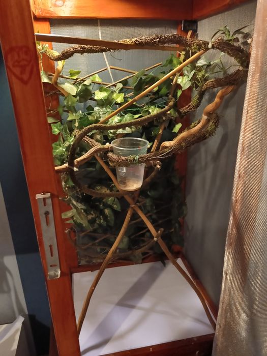 Terrarium dla kameleona gekona  węża jaszczurki