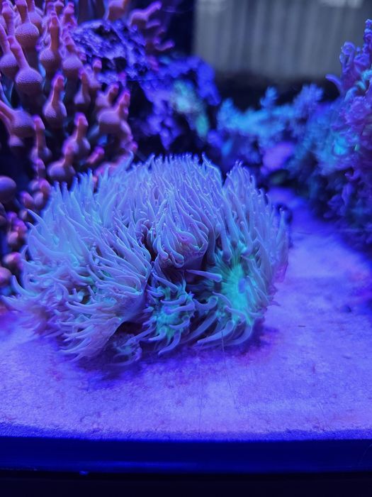 Dunkacanopsammia axifuga dunka