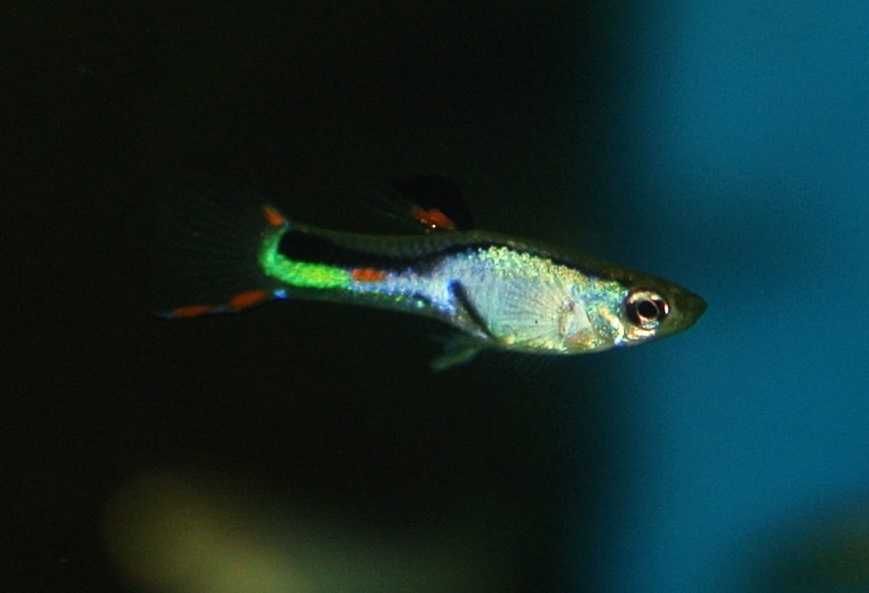 Poecilia Wingei Class N