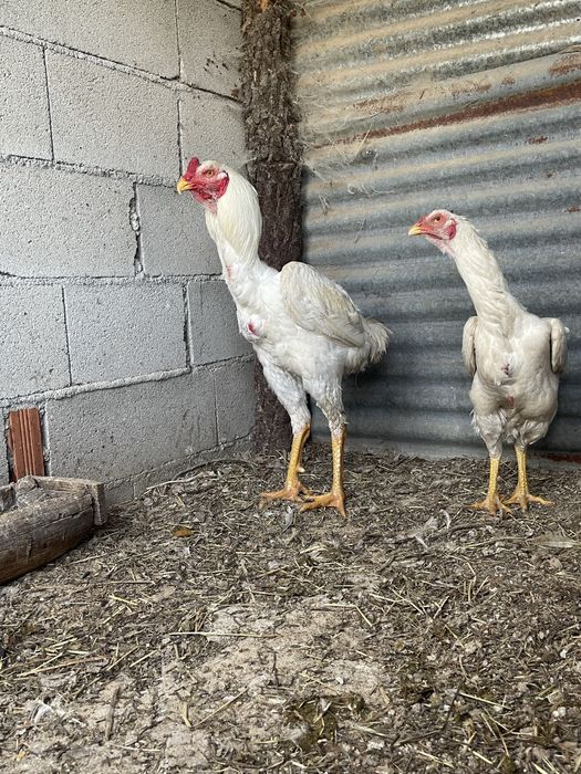 Ovos de Indio Gigante