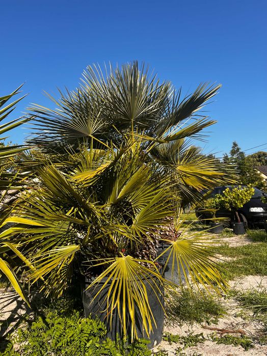 Palma Karlatka Chamaerops Humilis
