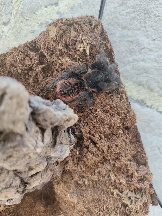 pająki –samice, samce i młode