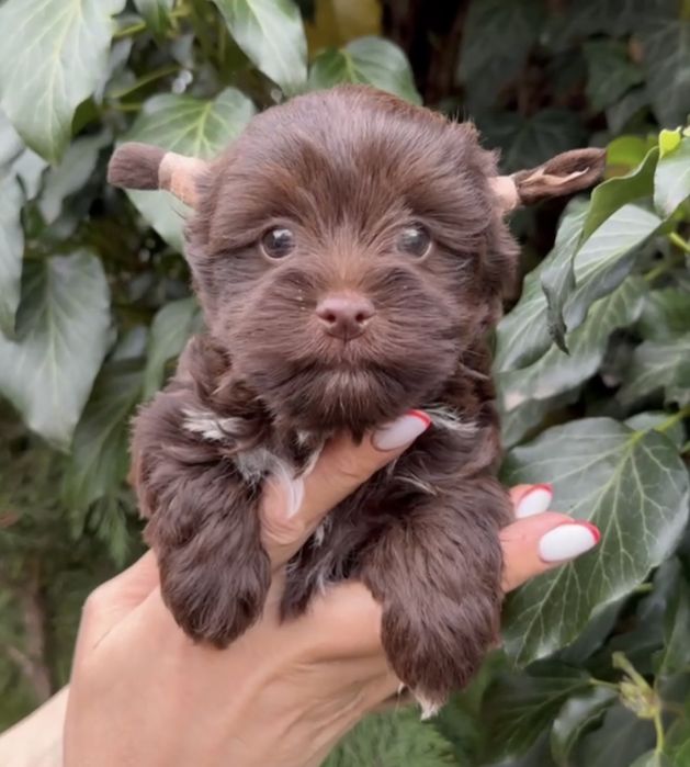 Йоркширский терьер Йорк