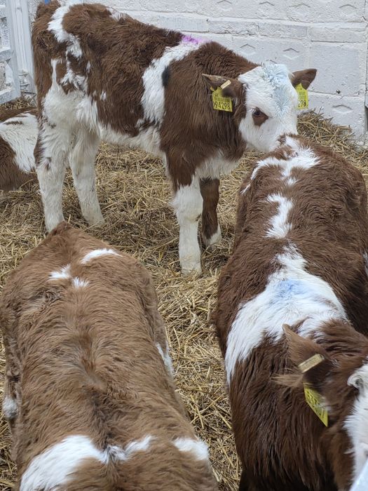 Byczki simentale 10 sztuk
