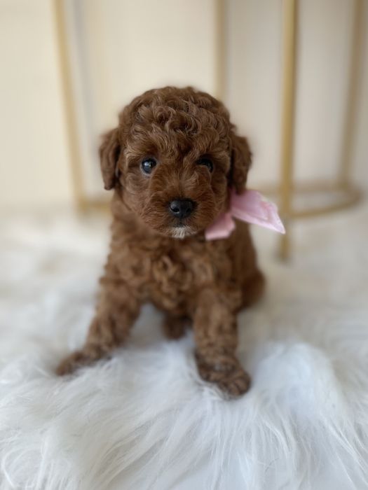 VIP Той-Пуделі — Гарантовано закохаєтесь з першого погляду