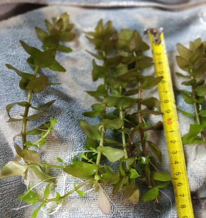 Roślina do akwarium Bacopa caroliniana/Colorata - sadzonki