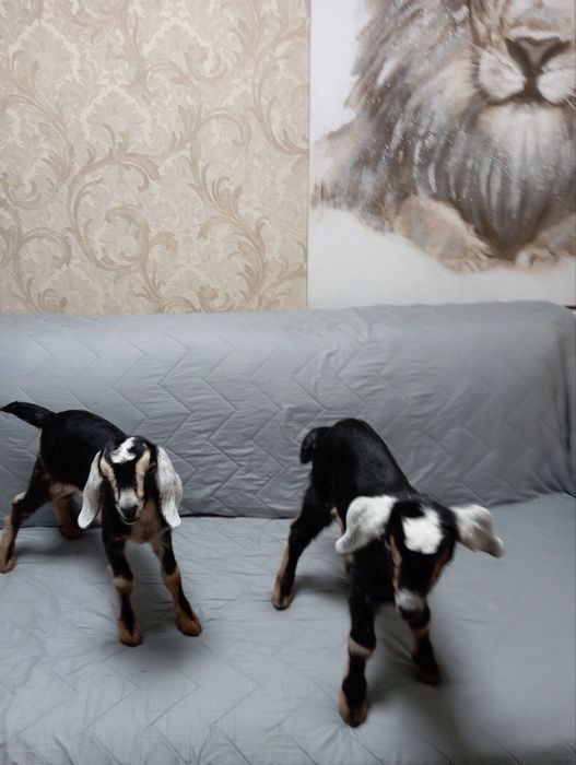 Продам козочек  англо-нубійок