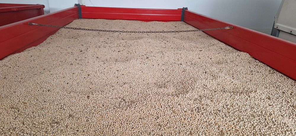 Groch siewny Astronaut