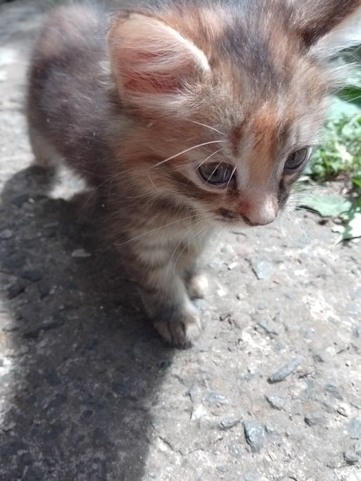 Вислоухие пушистые котята
