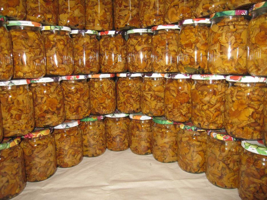 Лисички   гриби