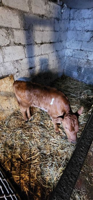 Продам теличку народжена 26.01.26