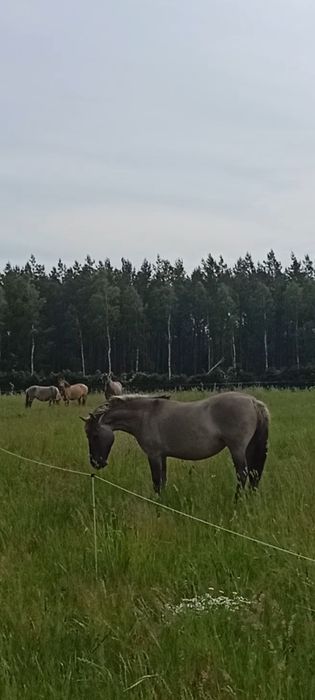 Klacz konika polskiego