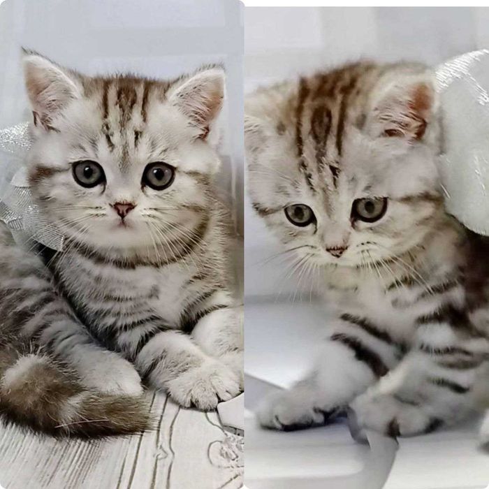 Кошенята шотландські табі , мрамур на сріблі.