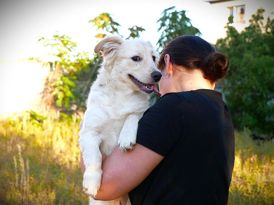 Біла маленька собачка в добрі руки