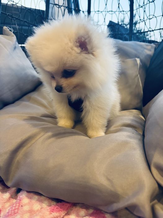 piesek mini pomeranian mis