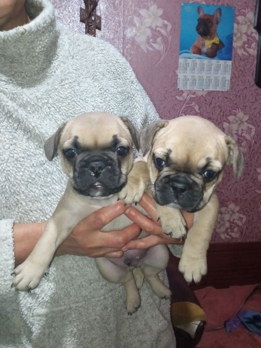 Продам цуценят французького бульдога