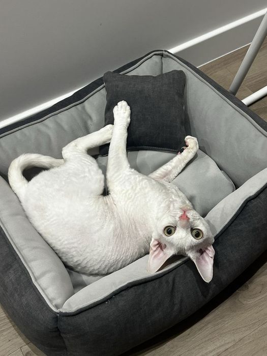 Лежанки для собак і котів