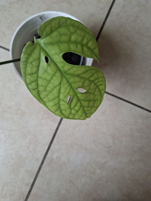 Monstera Spiderman nie variegata
