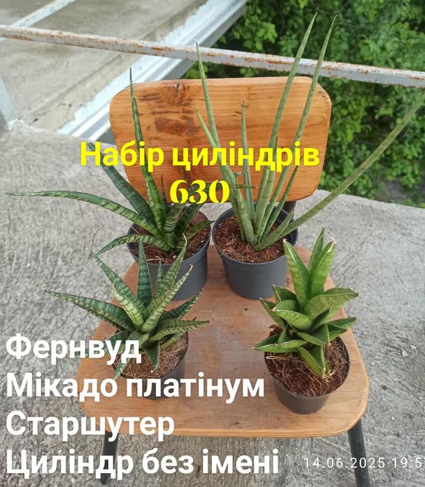 Сансевієрії циліндр, 12 сортів, інші