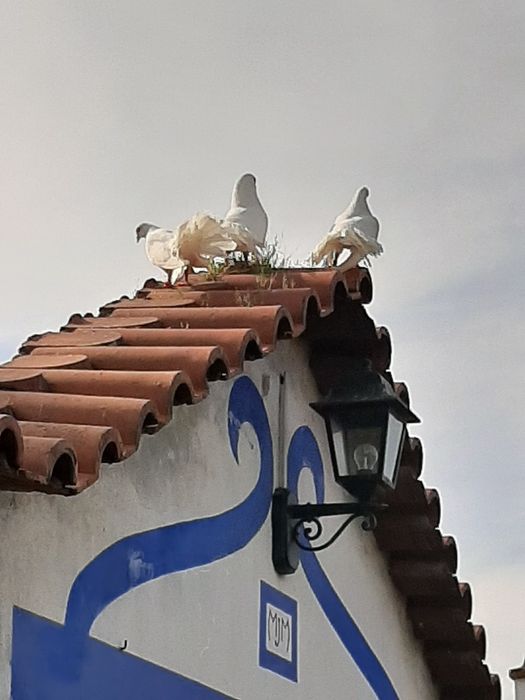 Pombos Rabo de Leque - Casal