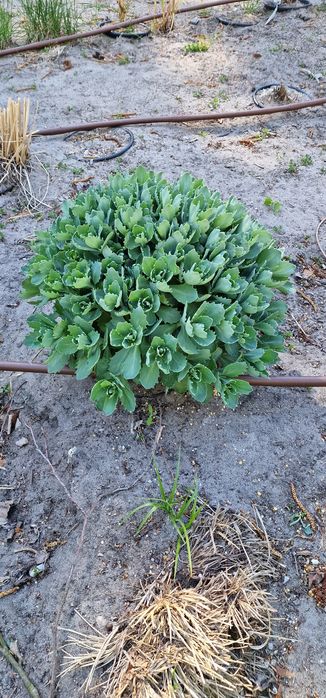 Hosta piekna dużą sadzonka dostepne rownoez rozchodniki i paprocie