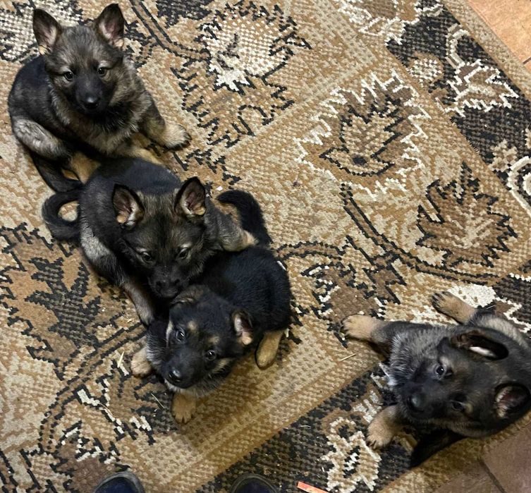 Цуценята німецької вівчарки