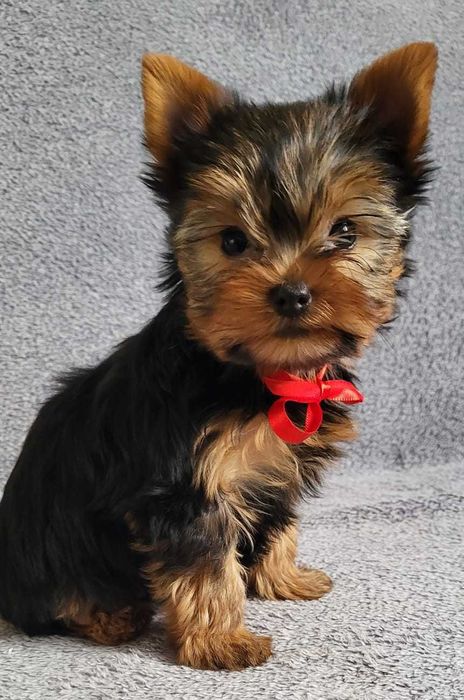 York yorki yorkshire terrier szczeniak szczeniaczek sunia