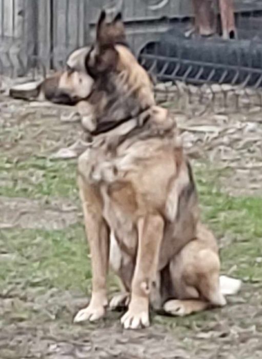 Oddam proludzkiego pieska