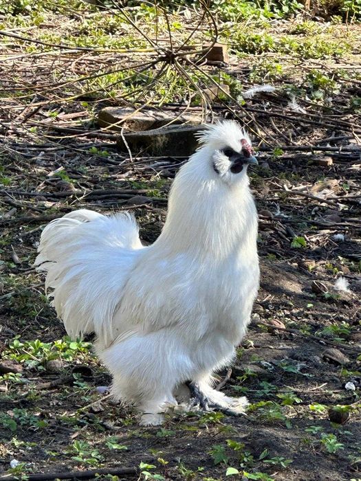 Sprzedam koguty SILKI 1,5 roczne z własnej hodowli