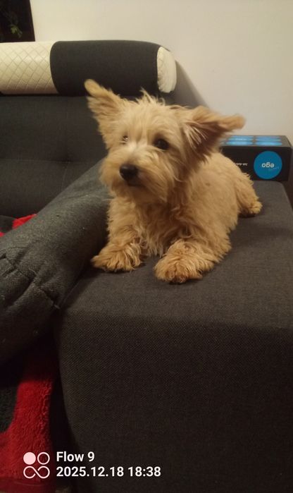 Szczeniaczek Westiepoo 2x zaszczepiony