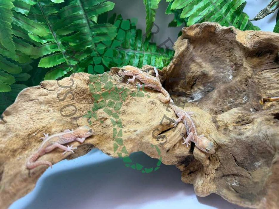 Gekon madagaskarski gekony madagaskarskie nie lamparci Elbląg