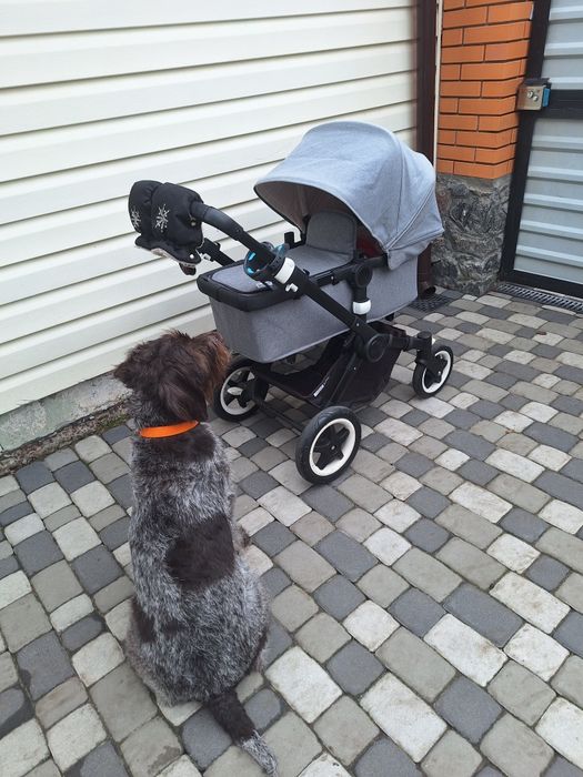 Коляска bugaboo buffalo,2 в 1