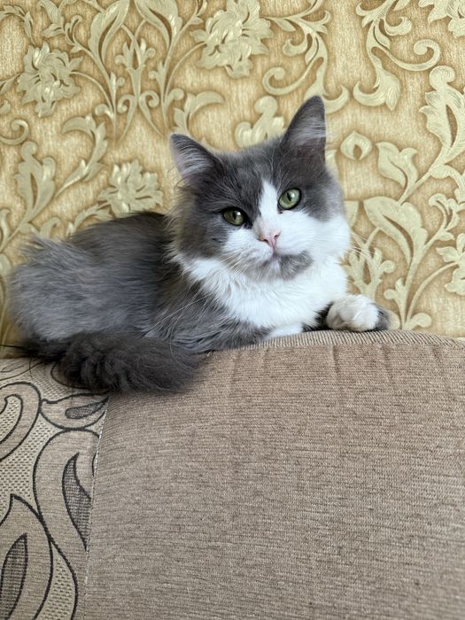 Віддам котика в хороші руки!